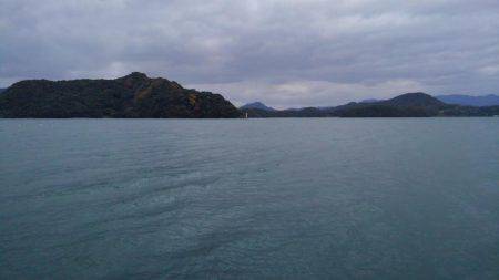 サゴシ釣れたー