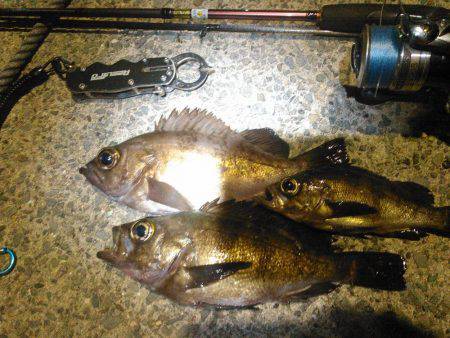 泉南メバル調査