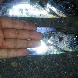 ドラゴン狩り！！