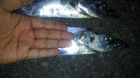 ドラゴン狩り！！