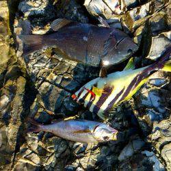 今シーズン初陣です