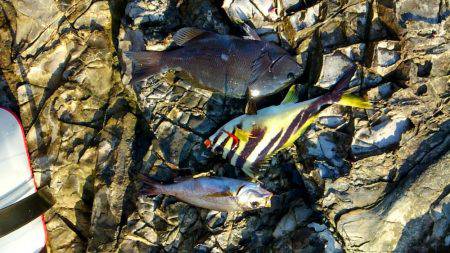 今シーズン初陣です