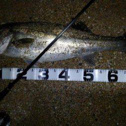 アオリのちシーバス