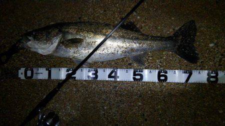 アオリのちシーバス