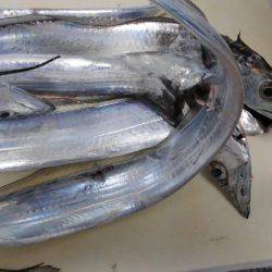 青物はどこにおるんや。。。