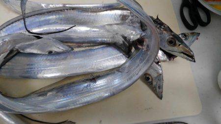 青物はどこにおるんや。。。