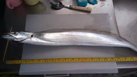 カタクチイワシは、いるけと？