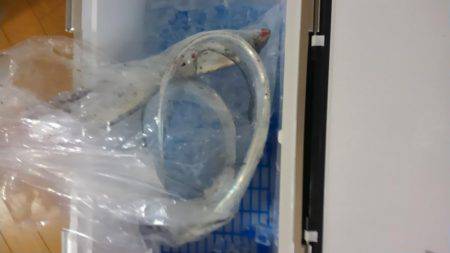 青物が釣りたい！