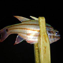 白浜ライトゲーム