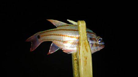 白浜ライトゲーム