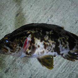 湾奥ロックゲーム開幕!