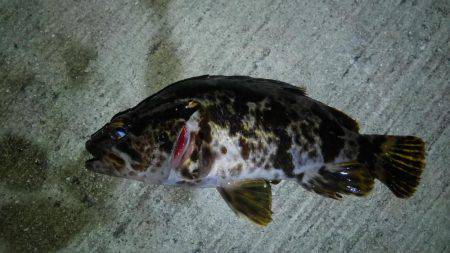 湾奥ロックゲーム開幕!