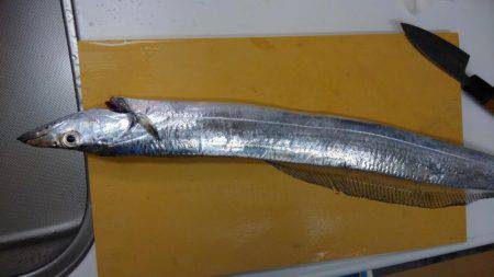 翼港、タチウオ