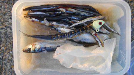 南芦屋浜でメーターオーバー