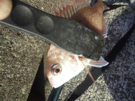 ぽかぽか陽気で