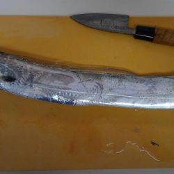 岩屋タチウオまだまだいてる