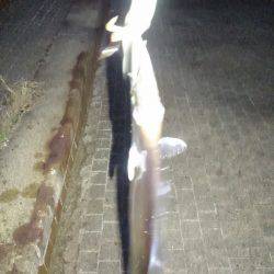 久しぶりの夕方からのタチウオ