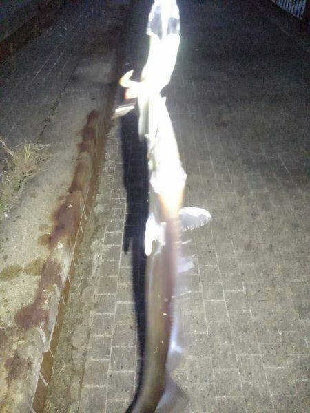 久しぶりの夕方からのタチウオ