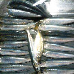 サビキでマイワシ