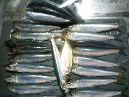 サビキでマイワシ