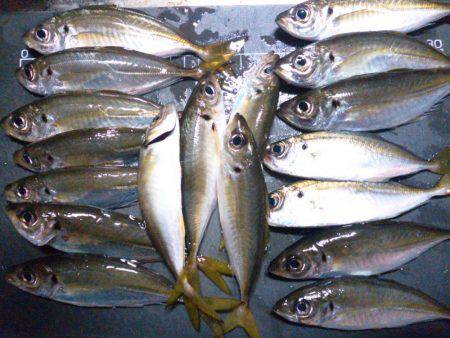 アジ入れ食い！