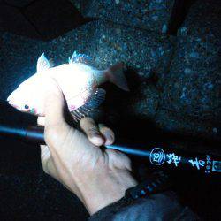 根魚不発チャリコ祭り