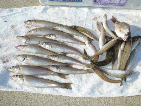 久しぶりに浦港へ釣行しました