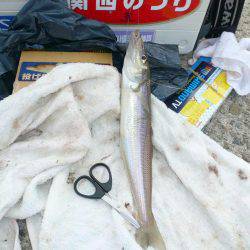 西淡落ち不発で浦港で良型キスゲット