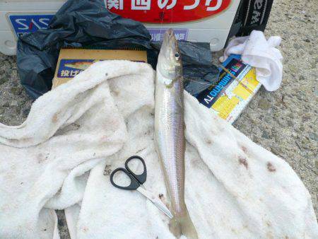 西淡落ち不発で浦港で良型キスゲット