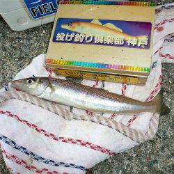 おのころアイランドで良型キスゲット