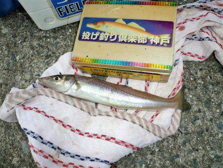 おのころアイランドで良型キスゲット