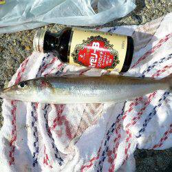 二見人工島へ落ちギス調査