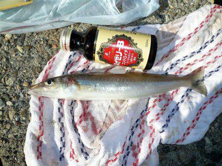 二見人工島へ落ちギス調査