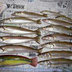 二見人工島に落ちギス入る