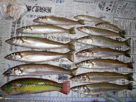 二見人工島に落ちギス入る