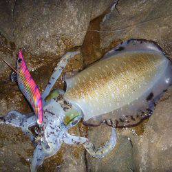 サイズが出ない