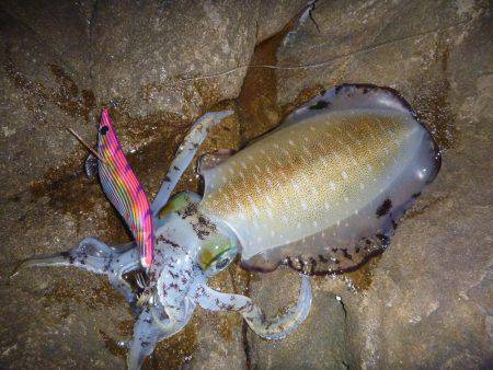 サイズが出ない