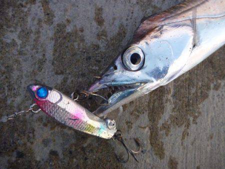 久しぶりのタチウオ