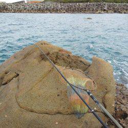 こんなん出ました・・・アオリイカ・・・