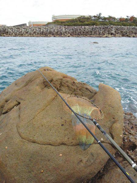 こんなん出ました・・・アオリイカ・・・