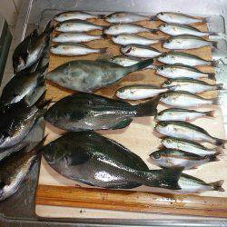 秋のメジナ狙い