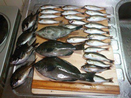 秋のメジナ狙い