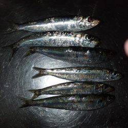 イカ渋い！　イワシすごい！