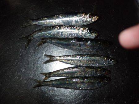 イカ渋い！　イワシすごい！