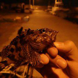 メバリング・・・