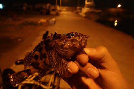 メバリング・・・