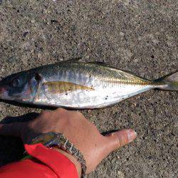 シャクシャク尺