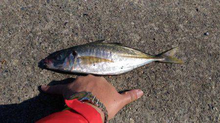 シャクシャク尺