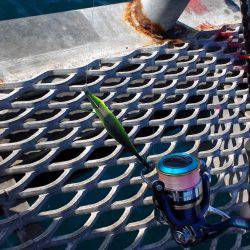 まだまだアオリイカ