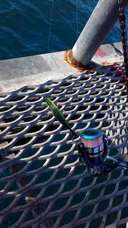 まだまだアオリイカ